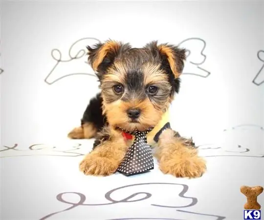 Yorkshire Terrier puppy for sale