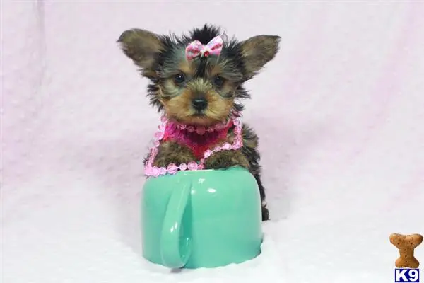 Yorkshire Terrier puppy for sale