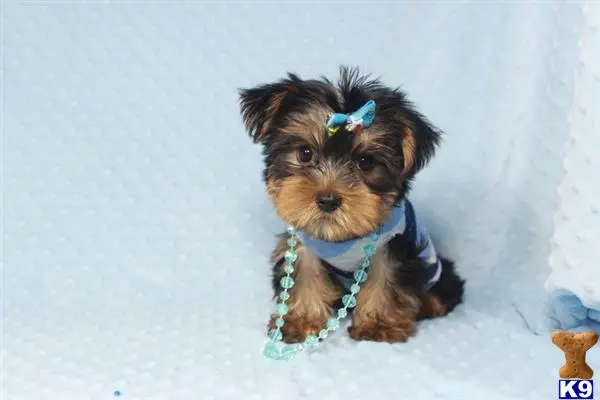 Yorkshire Terrier puppy for sale