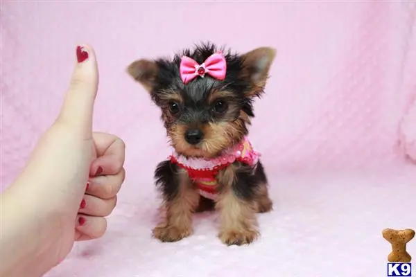 Yorkshire Terrier puppy for sale