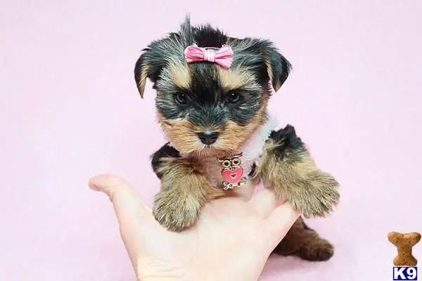 Yorkshire Terrier puppy for sale