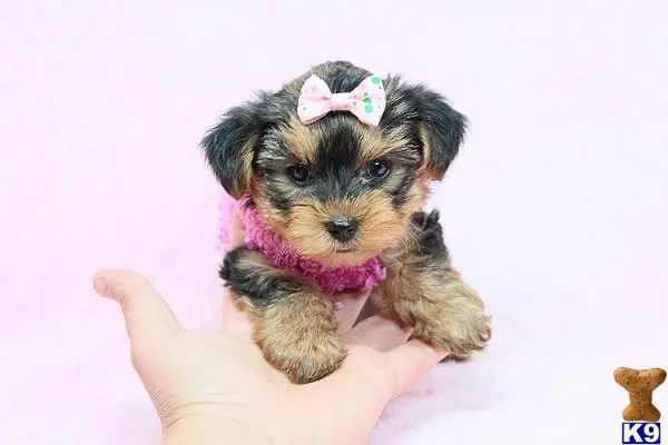 Yorkshire Terrier puppy for sale