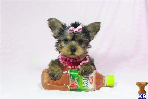 Yorkshire Terrier puppy for sale