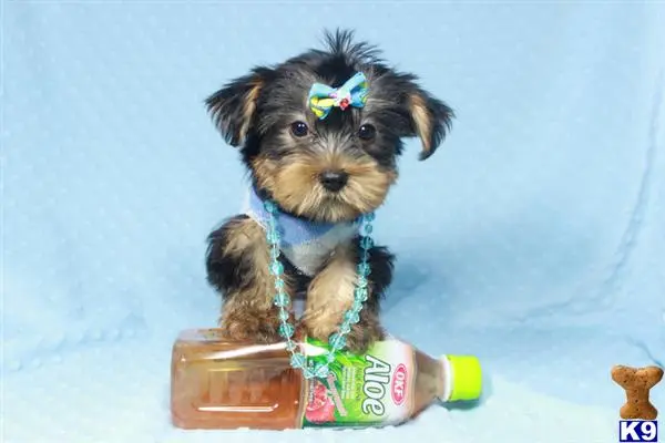 Yorkshire Terrier puppy for sale