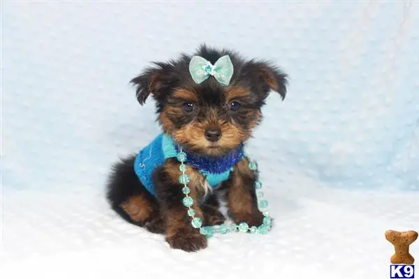 Yorkshire Terrier puppy for sale