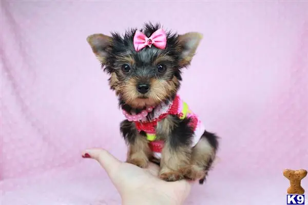 Yorkshire Terrier puppy for sale