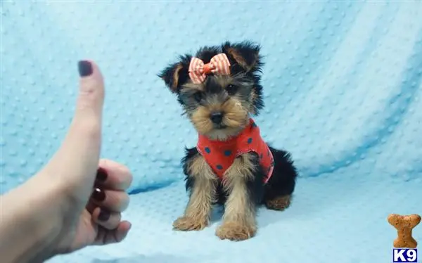 Yorkshire Terrier puppy for sale