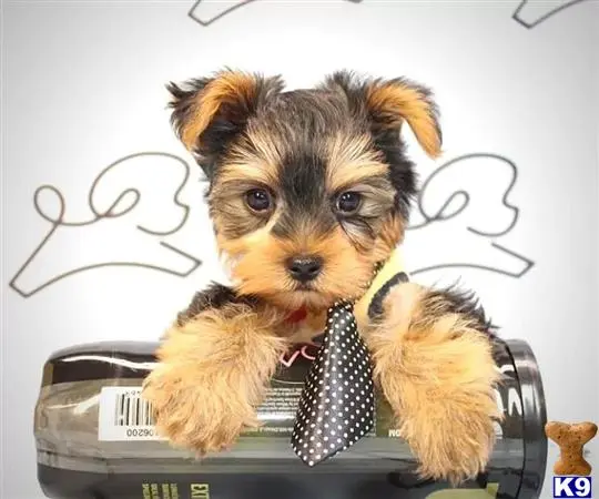 Yorkshire Terrier puppy for sale