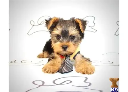 Yorkshire Terrier