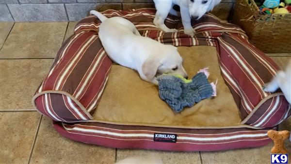 labrador retriever puppy posted by puppylove12