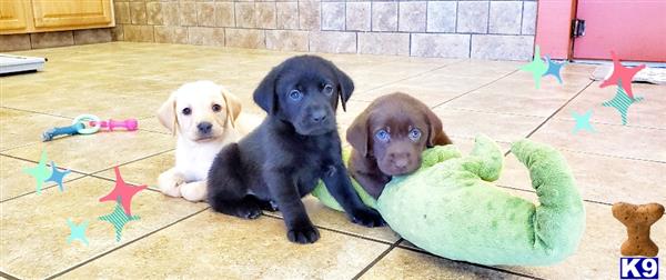 Labrador Retriever puppy for sale
