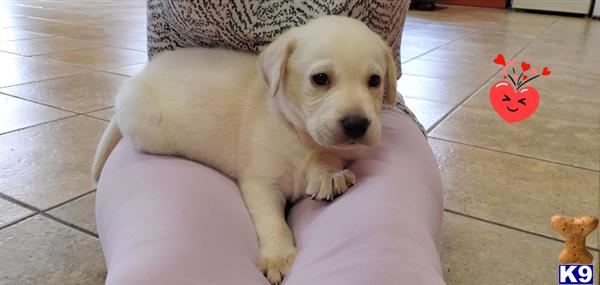 Labrador Retriever puppy for sale