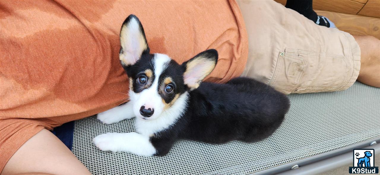 a pembroke welsh corgi dog wearing a garment