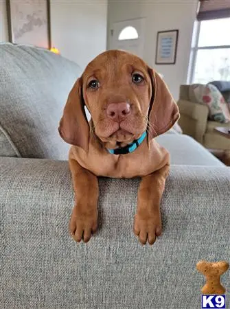 Vizsla puppy for sale