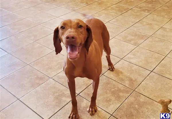 Vizsla puppy for sale