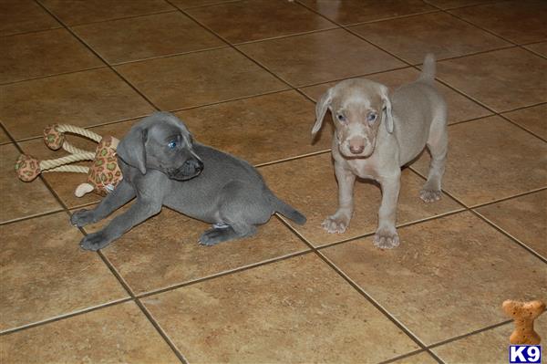weimaraner puppies for sale in nc weimaraner puppies for sale in carolina weimaraner puppies for sale in nc weimaraner puppies for sale in carolina