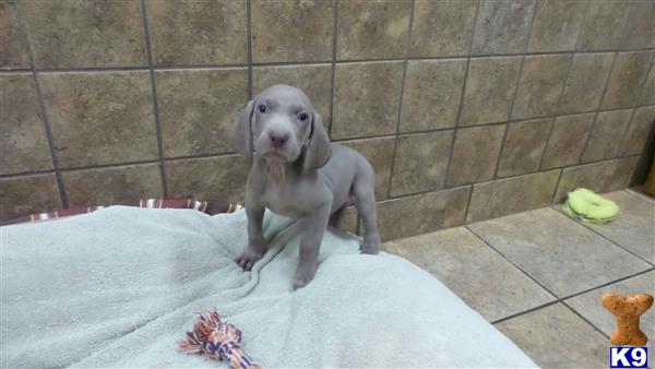 weimaraner puppies for sale in nc weimaraner puppies for sale in carolina weimaraner puppies for sale in nc weimaraner puppies for sale in carolina