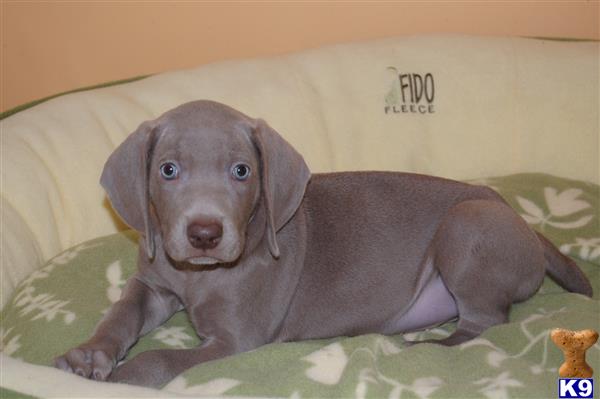 weimaraner puppy posted by puppylove12