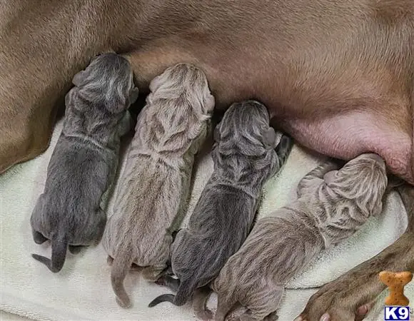 Weimaraner puppy for sale