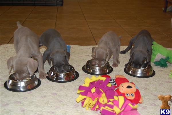 puppy scammer list 2016 weimaraner puppy for sale puppy weimaraners 13 weeks puppy scammer list 2016 weimaraner puppy for sale puppy weimaraners 13 weeks
