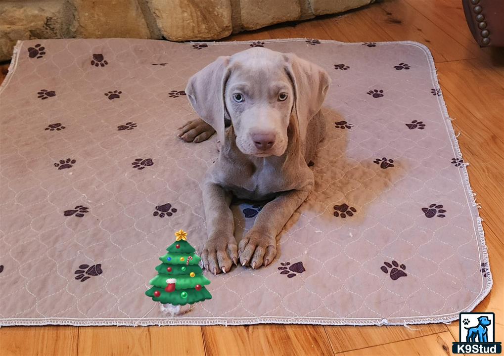 a weimaraner puppy lying on a rug