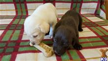 labrador retriever puppy posted by puppylove12
