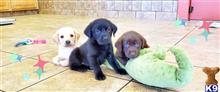 labrador retriever puppy posted by puppylove12