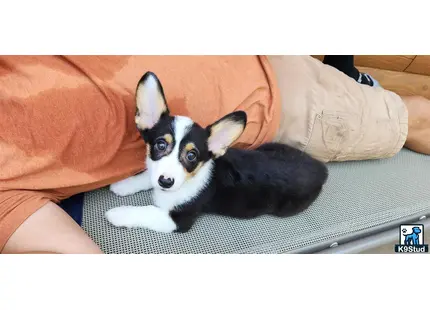 a pembroke welsh corgi dog wearing a garment