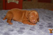 vizsla puppy posted by puppylove12