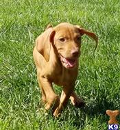 vizsla puppy posted by puppylove12