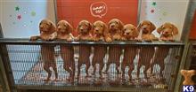 vizsla puppy posted by puppylove12