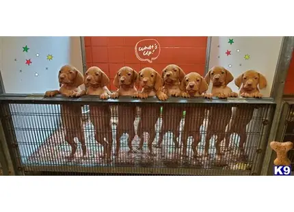 Vizsla