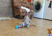 weimaraner puppy posted by puppylove12