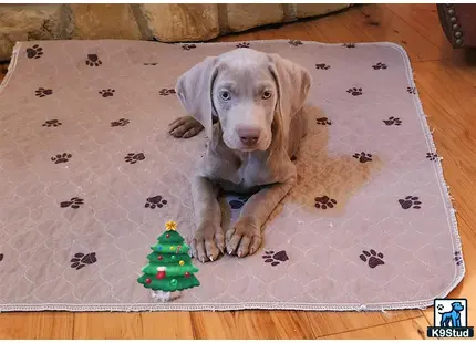 a weimaraner puppy lying on a rug