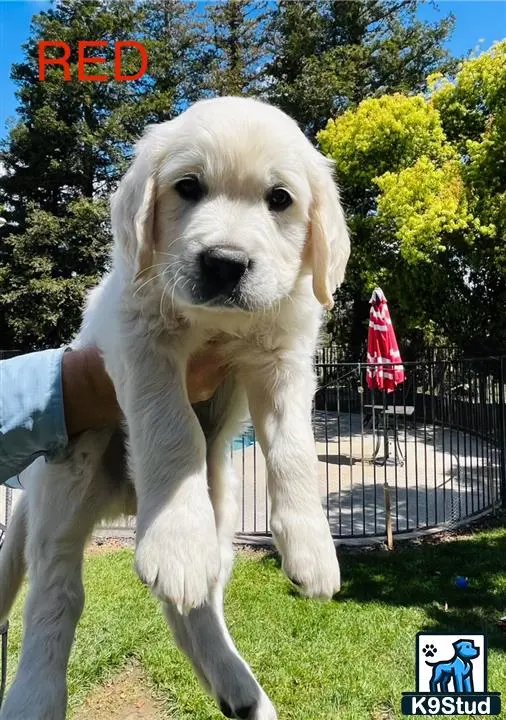 Golden Retriever puppy for sale