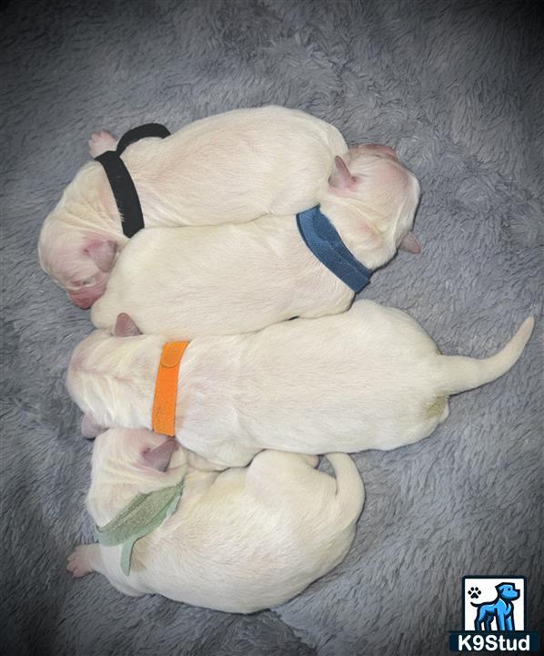 a group of cats lying together