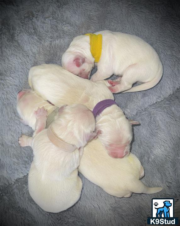 a group of golden retriever puppies sleeping together