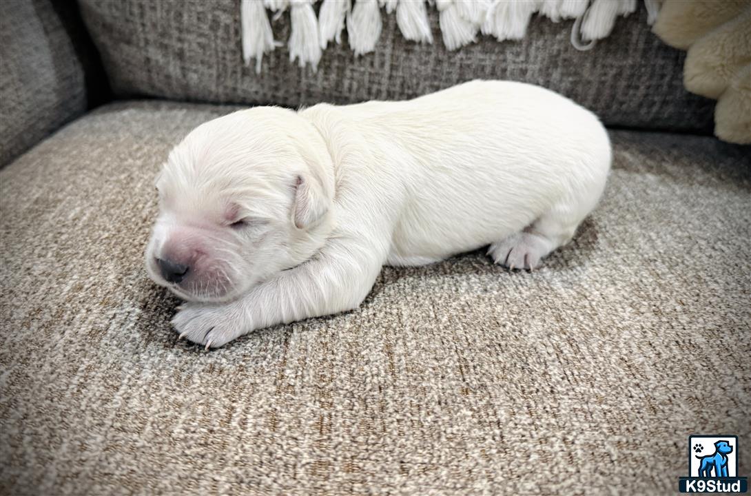a golden retriever puppy sleeping on the floor