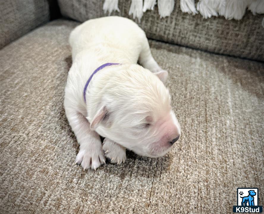 a white pig lying on a carpet