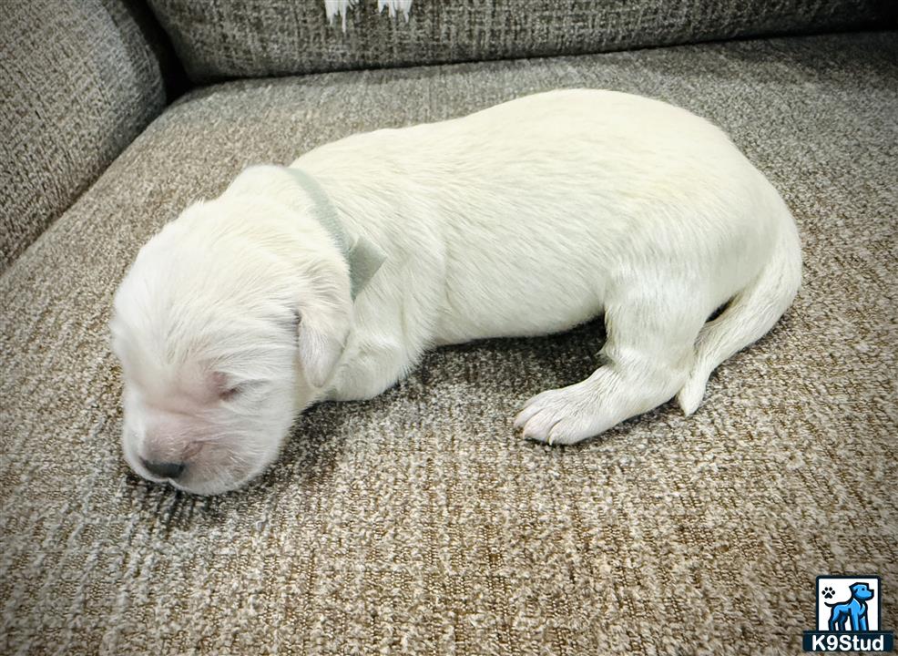a white golden retriever dog lying on a couch