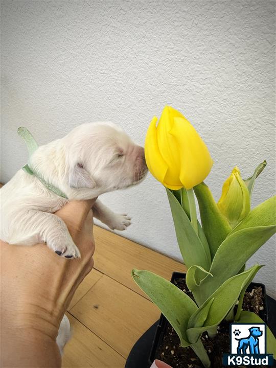 a golden retriever dog lying on a wood floor next to a yellow flower