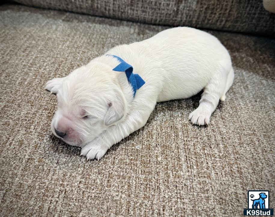 a white golden retriever dog lying on the carpet