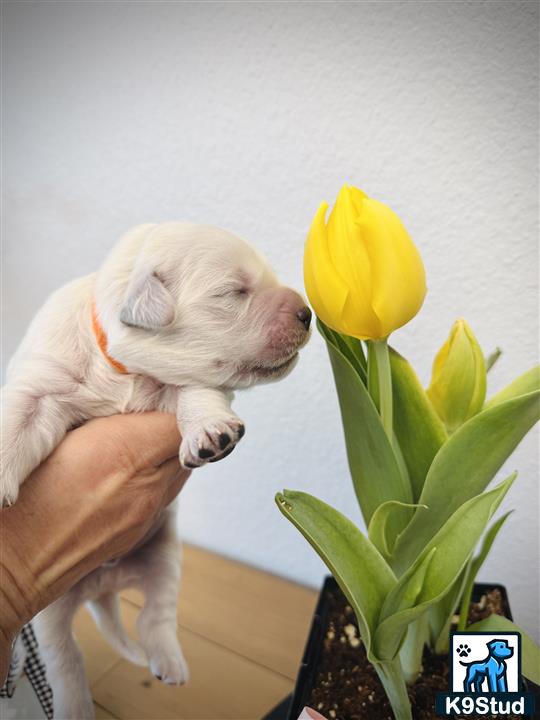 Error: Operation returned an invalid status code 429<br/>Stack Trace:    at Microsoft.Azure.CognitiveServices.Vision.ComputerVision.ComputerVisionClient.<DescribeImageInStreamWithHttpMessagesAsync>d__41.MoveNext()
--- End of stack trace from previous location where exception was thrown ---
   at System.Runtime.ExceptionServices.ExceptionDispatchInfo.Throw()
   at System.Runtime.CompilerServices.TaskAwaiter.HandleNonSuccessAndDebugger