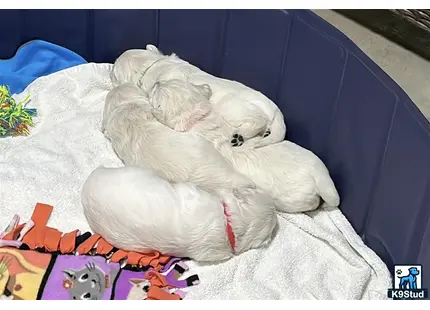 a golden retriever dog lying on a bed