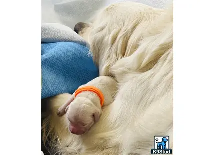 a baby pig lying on a blanket