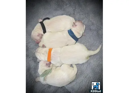 a group of cats lying together