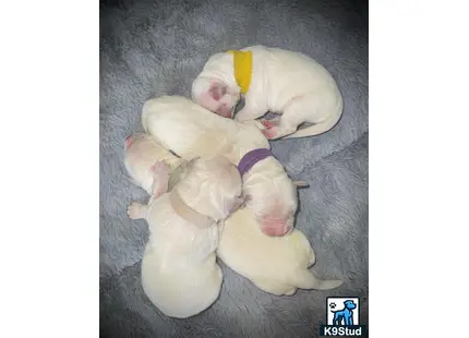 a group of golden retriever puppies sleeping together