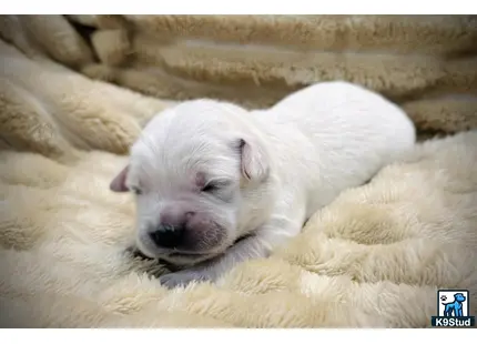 a white golden retriever dog lying on its back