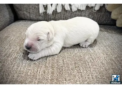 a golden retriever puppy sleeping on the floor