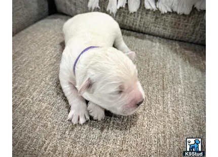 a white pig lying on a carpet